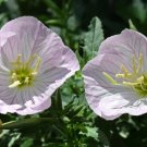 Pink Showy Evening Primrose 1500+ Seeds  Heirloom