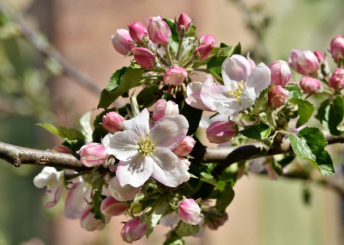 Apple Blossom Tree {Cassia Javanica} Bonsai  10 Seeds Seed
