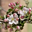 Apple Blossom Tree {Cassia Javanica} Bonsai  10 Seeds Seed