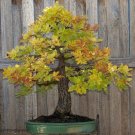 Blue Oak {Quercus Macrocarpa} Bonsai Beauty  5 Seeds