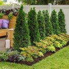 White Cedar {Thuja Occidentalis} Fast Growing  Low Maintenance