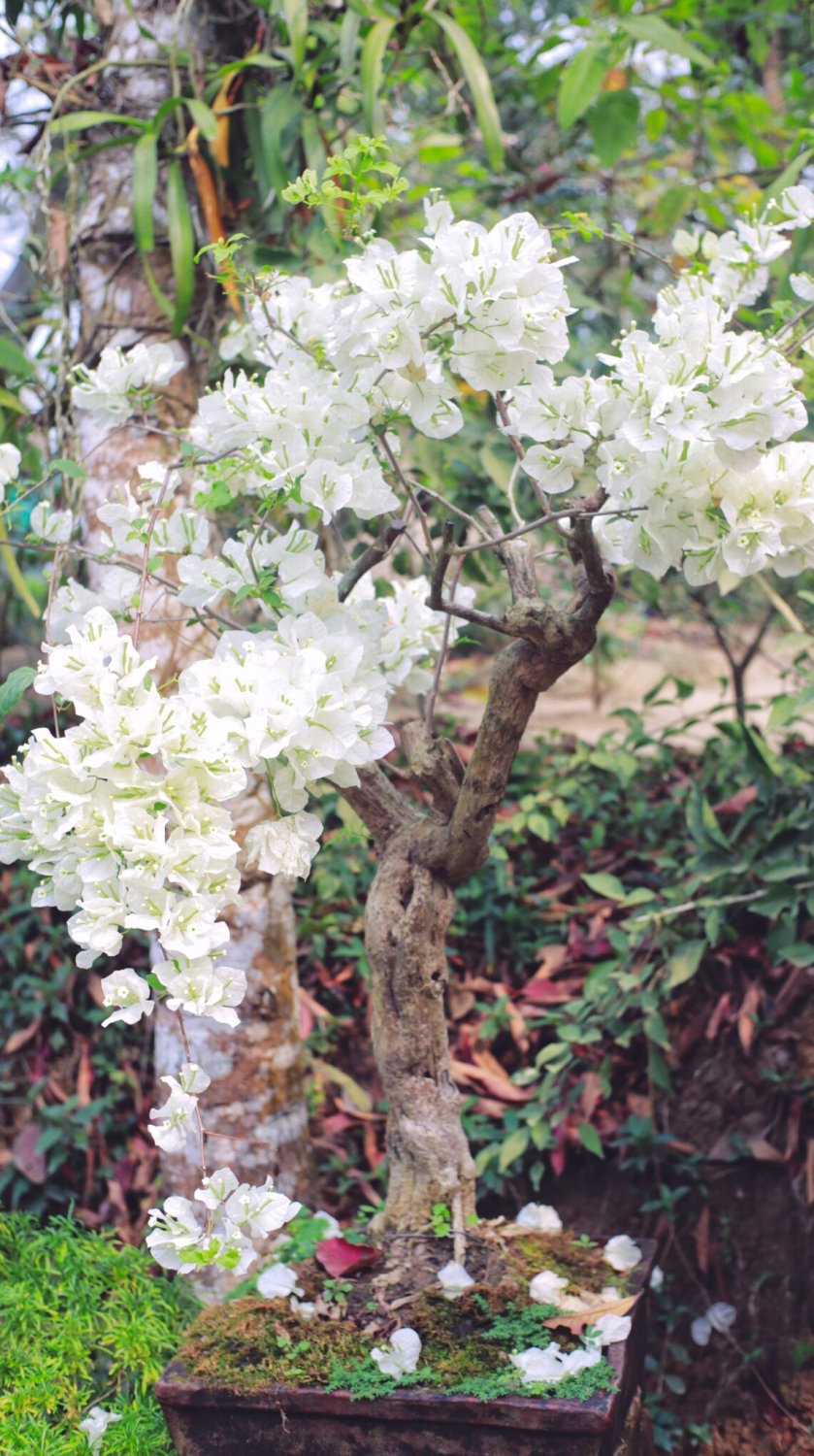 White Orchid Tree {Bauhinia Alba} Fragrant Showy Blooms  10 Seeds