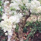 White Orchid Tree {Bauhinia Alba} Fragrant Showy Blooms  10 Seeds