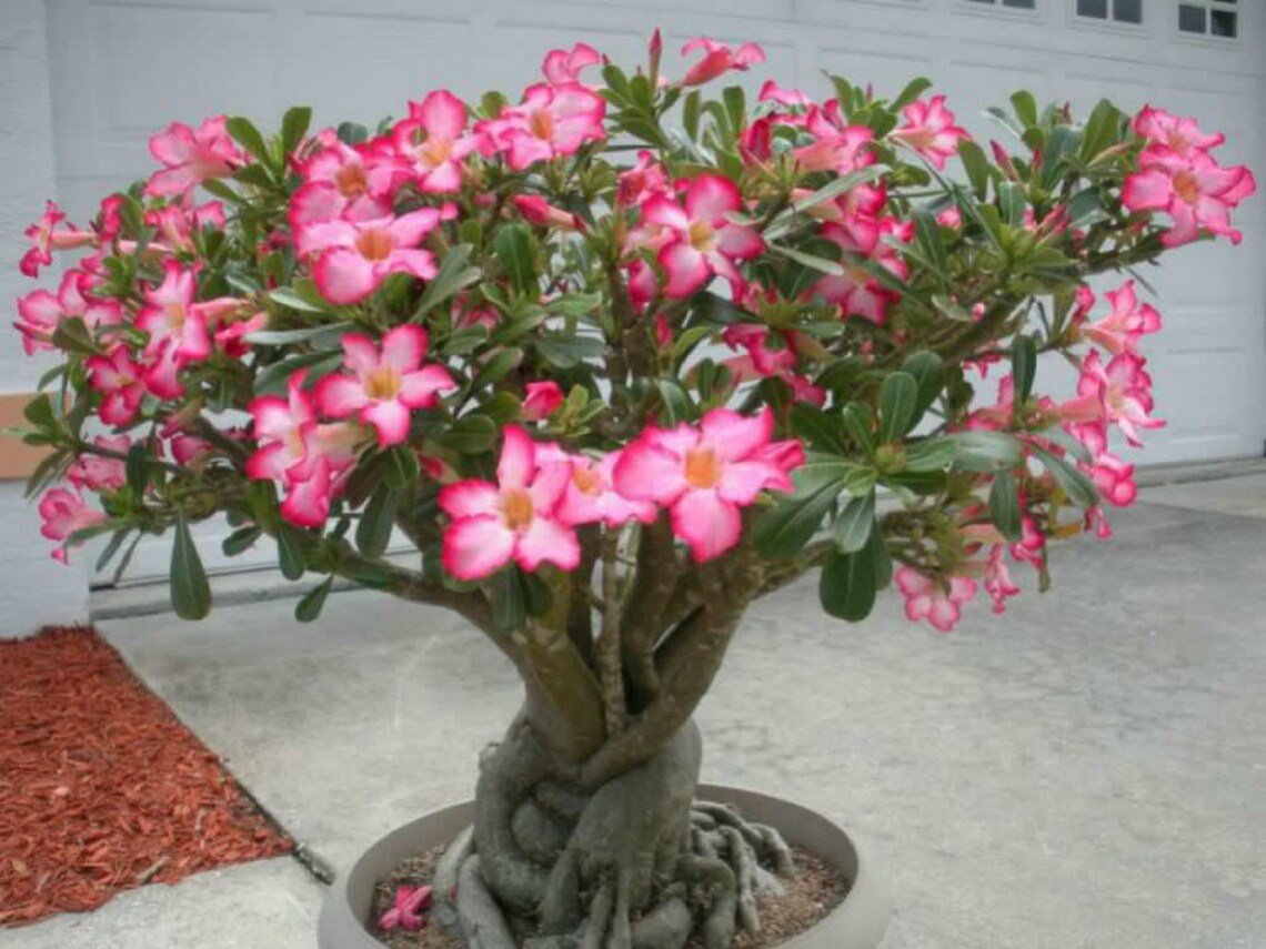 Beauty Cloud Tree Seeds{Adenium Obesum} Desert Rose