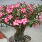 Beauty Cloud Tree Seeds{Adenium Obesum} Desert Rose