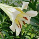 Royal Lily {Lilium Regale} Agm Winner  5 Viable Seeds