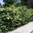 Glossy Privet {Ligustrum Lucidum} Prized Landscaping  10 Pre-Stratified Seeds