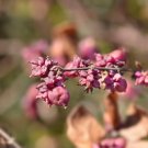 Coralberry {Symphoricarpos Orbiculatus} Showy Ornamental  20+ Seeds