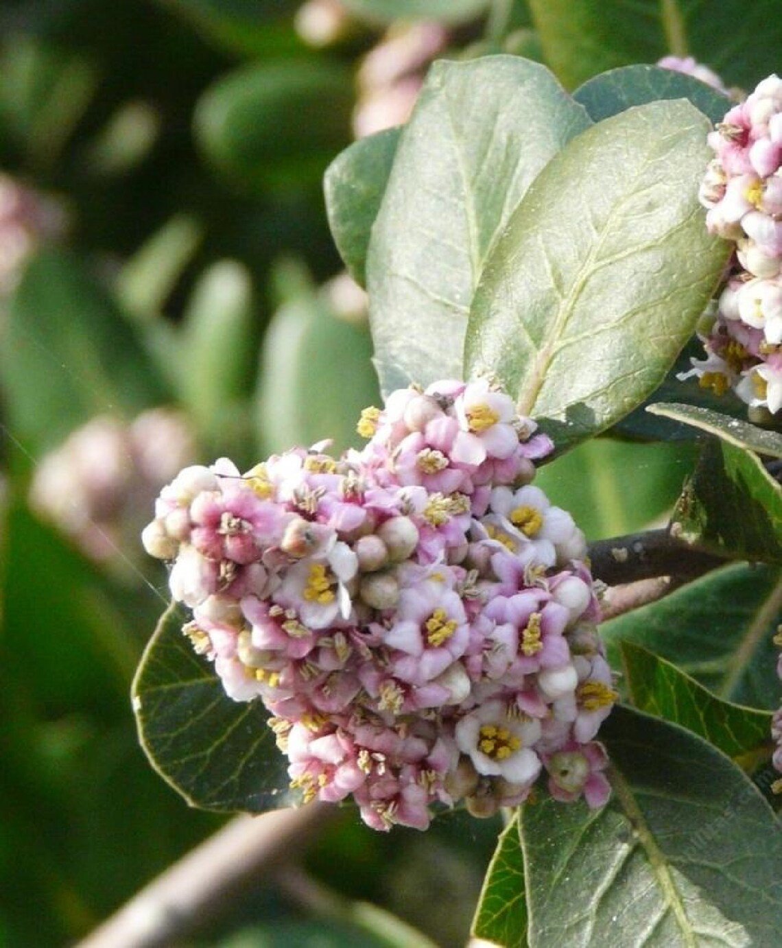 Lemonade Berry {Rhus Integrifolia} High Yield  5 Seeds