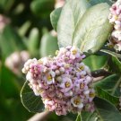Lemonade Berry {Rhus Integrifolia} High Yield  5 Seeds