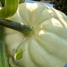 Casper Pumpkin {Curcubita Pepo} Halloween Favorite!  Sweet Flesh For Pies 5 Seeds