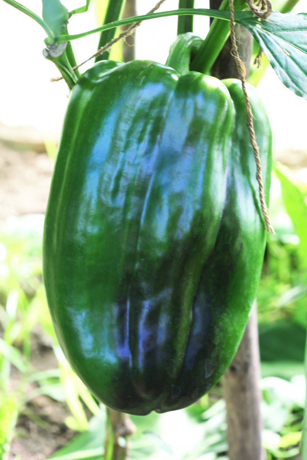 Emerald Giant Sweet Bell {Capsicum Annuum} Heirloom Non-Gmo 30+Seeds