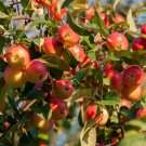 Manchurian Crab Apple {Malus Baccata Var. Himalaica}  20 Seeds
