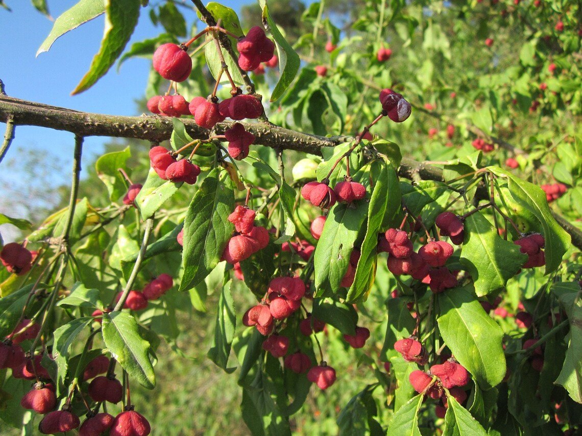 Spindleberry Tree  Bonsai Winner! 10 Seeds