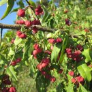 Spindleberry Tree  Bonsai Winner! 10 Seeds