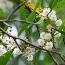 Blackwood Acacia {Acacia Melanoxylon} Ornamental Tree  20+ Seeds