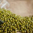 250+ Mung Bean Seeds For Sprouting Microgreens Or Planting