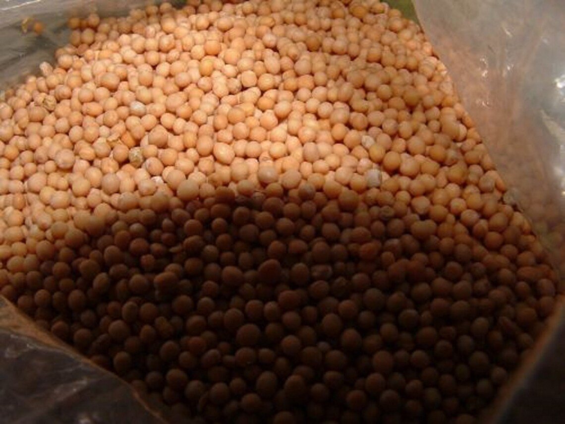 48,000* White Mustard Sprouting Seeds 4 Oz (Sinapis Alba) Non-Gmo