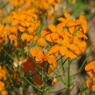 Siberian Wallflower 100+ Seeds (Cheiranthus Allionii) Non-Gmo Bee And  Butterfly Attractant Soap Mak