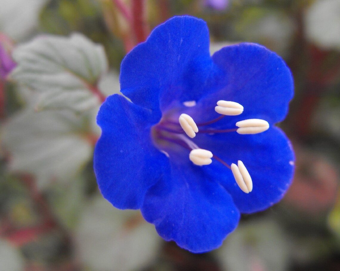 2000+Cali  Desert Bluebell Seeds