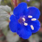 2000+Cali  Desert Bluebell Seeds