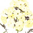 Yellow Phlox Drummondi 100+ Seeds
