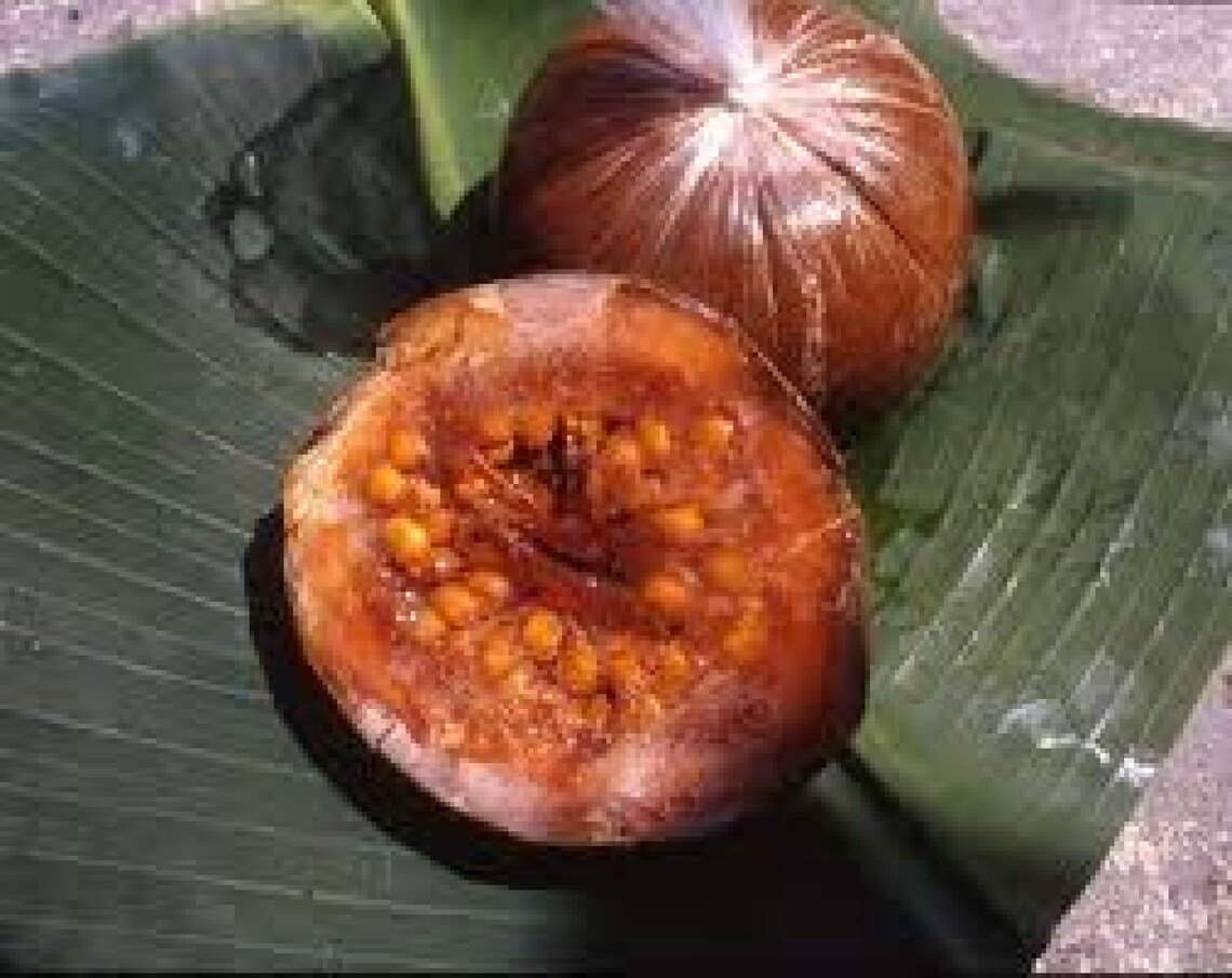 Borojo Fruit Tree {Albertia Patinoi} Organic  Tropical Superfruit 10 Seeds