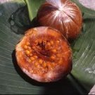 Borojo Fruit Tree {Albertia Patinoi} Organic  Tropical Superfruit 10 Seeds