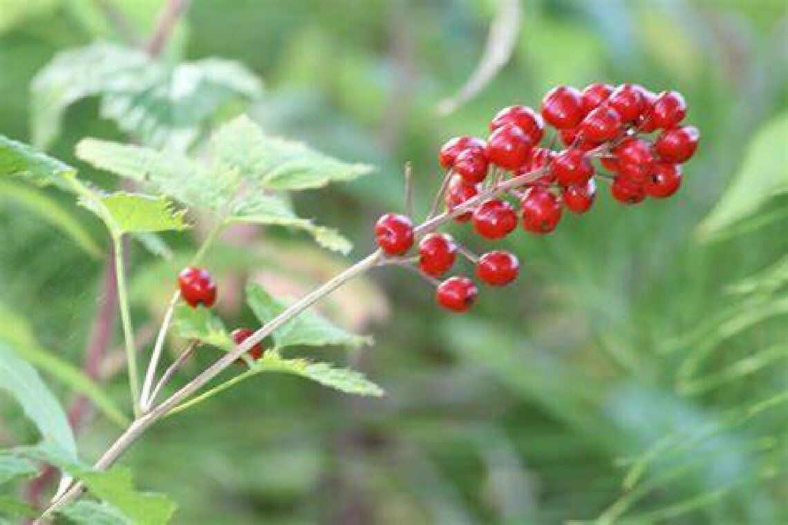 Red Baneberry {Actaea Rubra} Heirloom  Pre-Stratified 20 Seeds