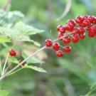 Red Baneberry {Actaea Rubra} Heirloom  Pre-Stratified 20 Seeds
