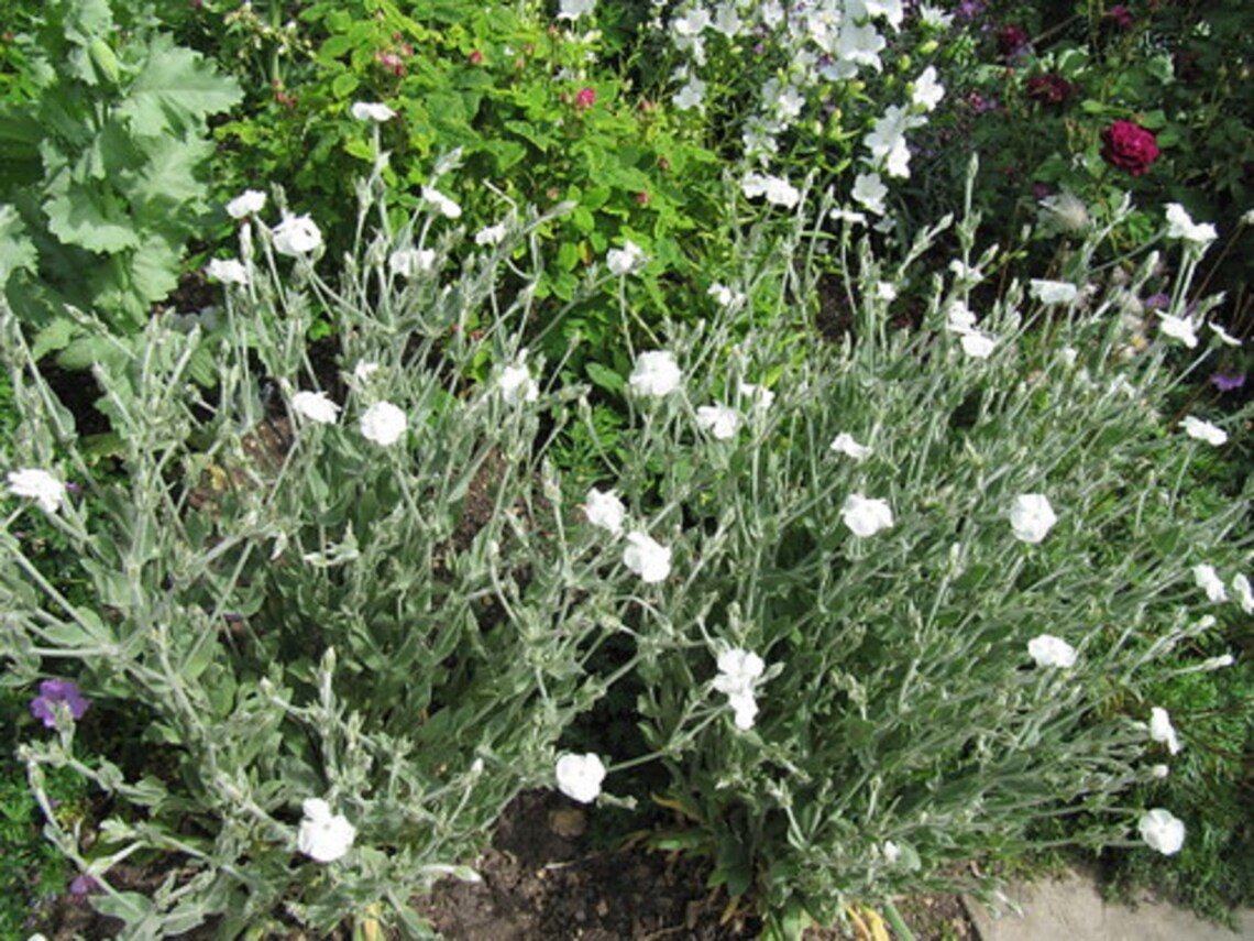 White Rose Campion {Lychnis Coronaria Alba} Heirloom  50+ Pre-Stratified Seeds