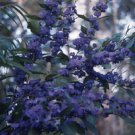 Karri Blue Bush {Hovea Elliptica} Showy Tropical  5 Pre-Stratified Seeds