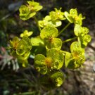 Mole Plant {Euphorbia Lathyris} Biennial Flowering Shrub  5 Heirloom Seeds