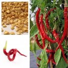 Bangalore Torpedo Whippets Tail Chilli Capsicum Frutescens 5 seeds
