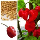 Red Hot Antillais Caribbean Habanero Chilli Seeds  5 seeds