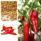 Big Jim Chilli Seeds, Super Size Chilli Pepper  5 seeds