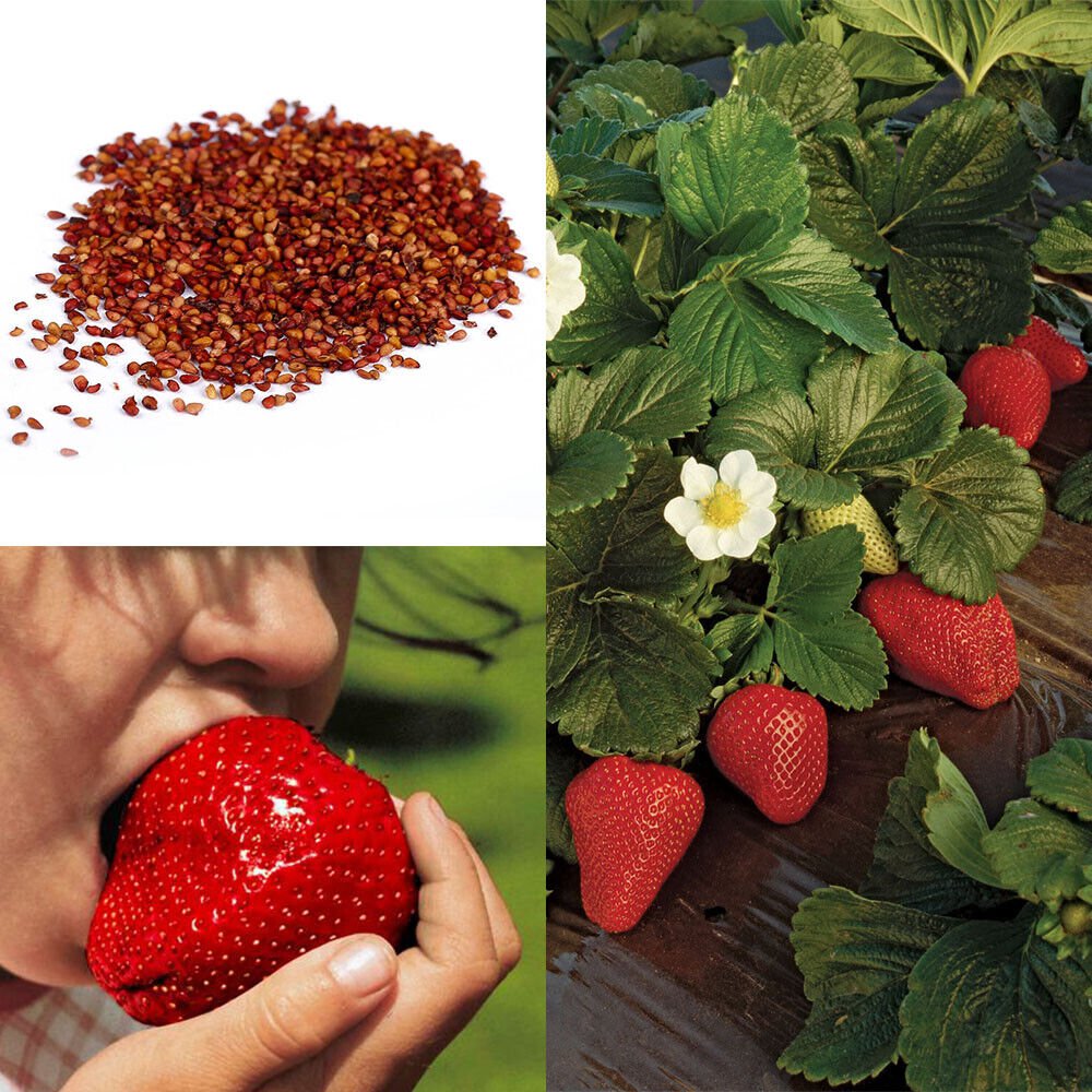 100 seeds Giant Strawberry Seeds