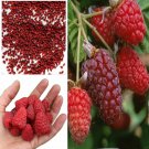 50 seeds Giant Red Raspberry Seeds, Juicy And Delicious