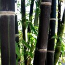 10 seeds Black Bamboo Phyllostachys nigra