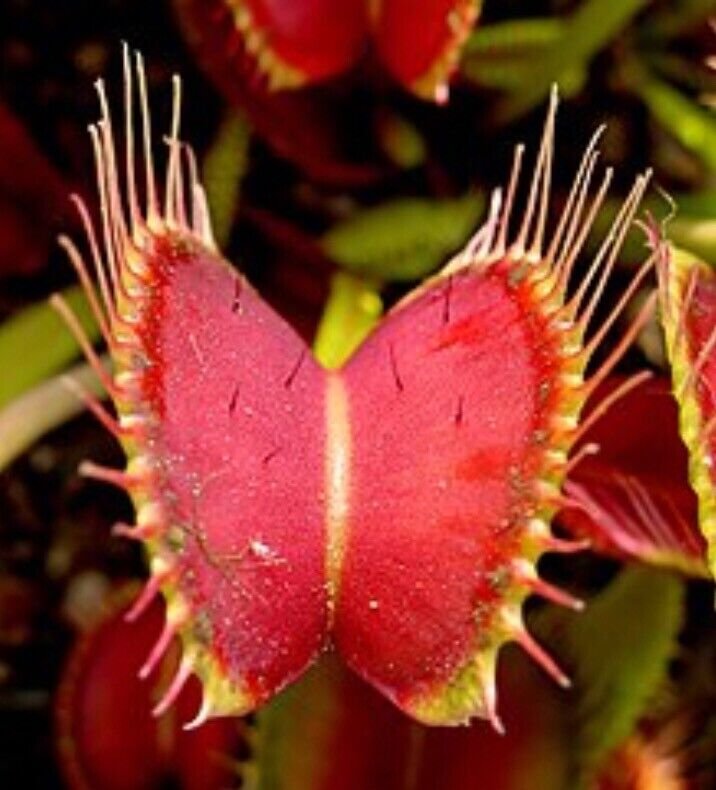 10 seeds Giant Venus Fly Trap, DIONAEA MUSCIPULA