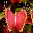 10 seeds Giant Venus Fly Trap, DIONAEA MUSCIPULA