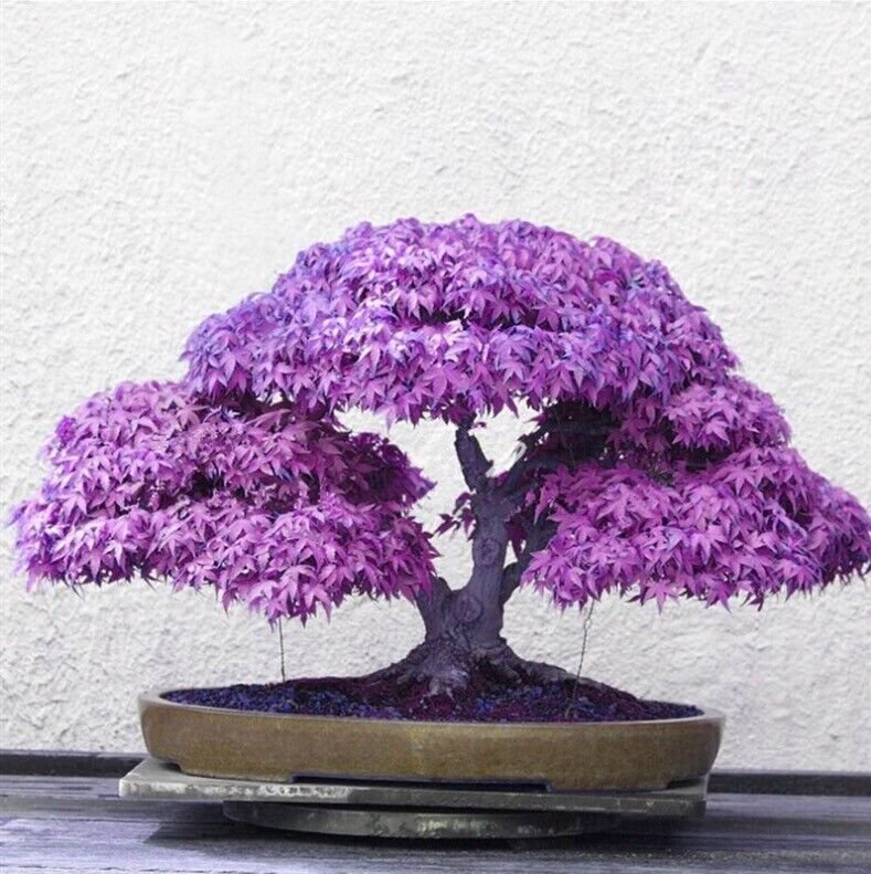 10 seeds Purple Ghost Japanese Maple Bonsai