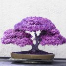 10 seeds Purple Ghost Japanese Maple Bonsai