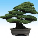 10 seeds JAPANESE BLACK PINE Tree