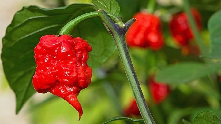 10 seeds Carolina Reaper Chilli Seeds