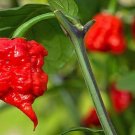 10 seeds Carolina Reaper Chilli Seeds
