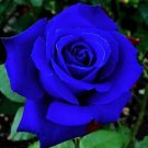 5 seeds Blue Rose Flower Seeds Garden