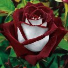 5 seeds Rare Ruby Rose Flower