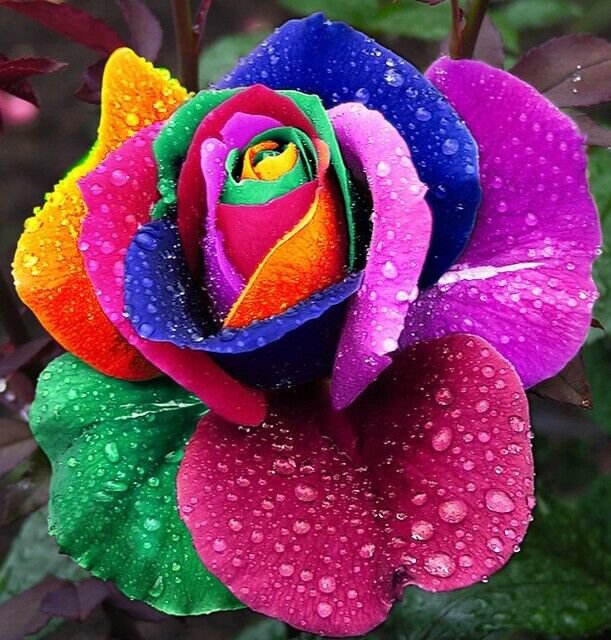 10 seeds Rare Rainbow Rose Flower