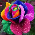 10 seeds Rare Rainbow Rose Flower